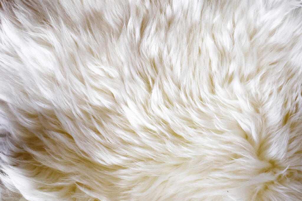 Rugmaker_Blog-Piece-SideImages_Soft shiny sheep wool fur background or texture