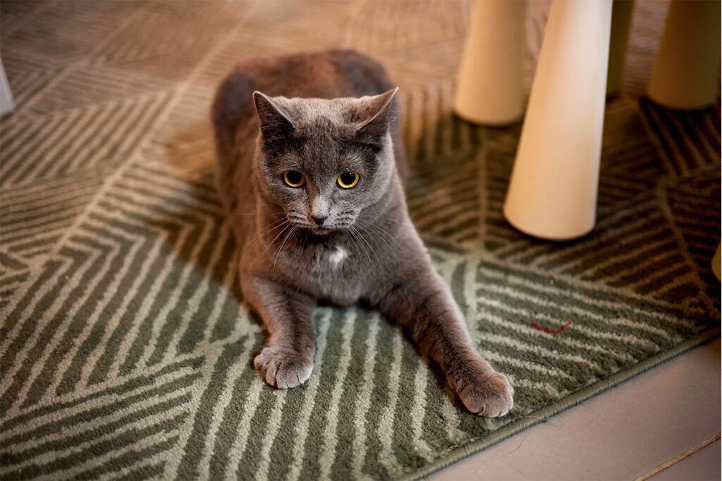 Rugmaker_Blog-Piece-SideImages_gray cat, lying on the rug, at home