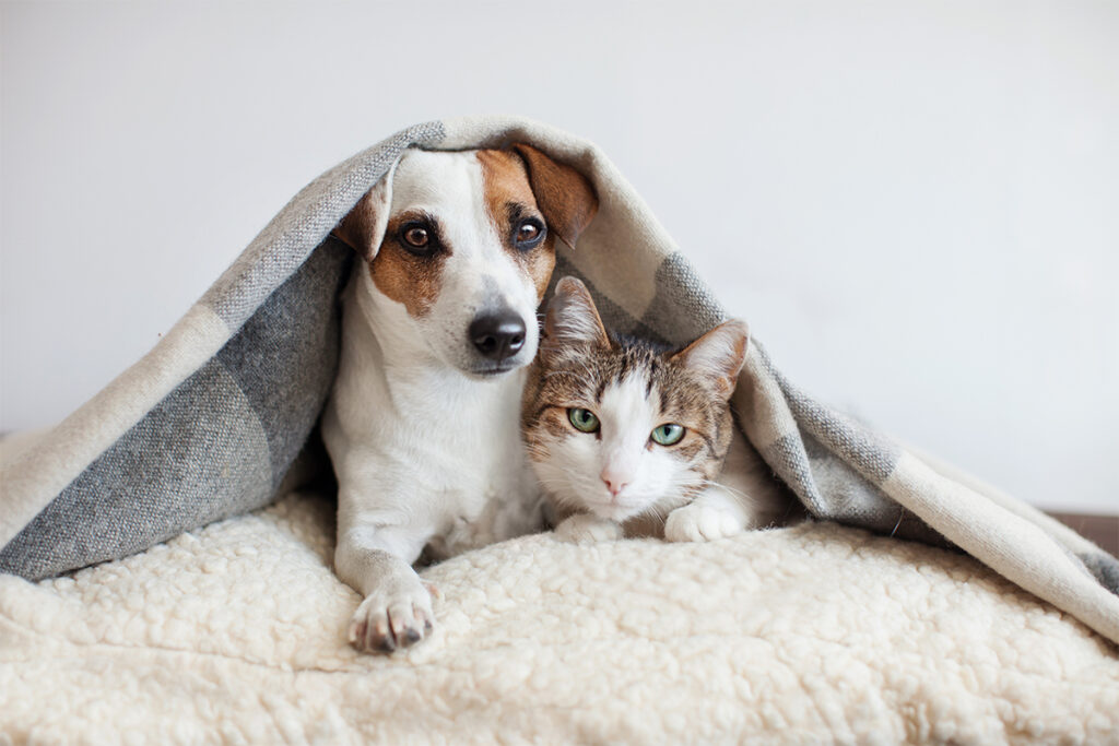 Rugmaker_Blog-Piece_Dog hugs a cat under the rug at home